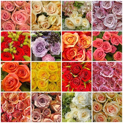 A Dozen Interesting Facts about Roses | Search