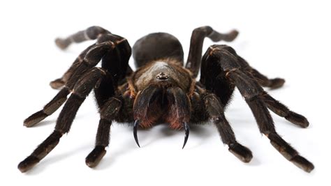 Michigan researchers discover huge tarantula preying on opossum