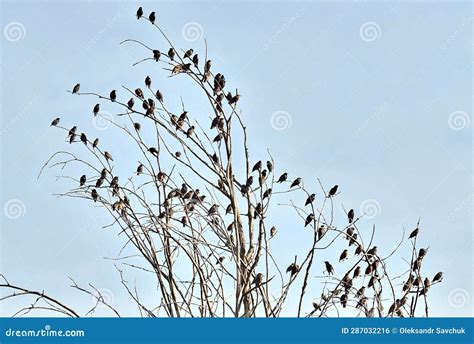 A Flock of Starlings is Preparing To Fly To Warmer Climes. Stock Photo - Image of frost, twig ...