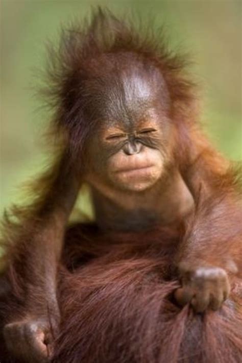 Bad hair day ? - Few 'hairy ' moments for this cheeky wee monkey along life's rocky road. ?👍 ️ ...