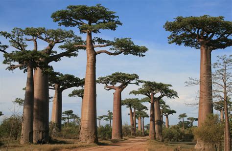 The baobab, a Malagasy tree - Voyage Tourisme Madagascar