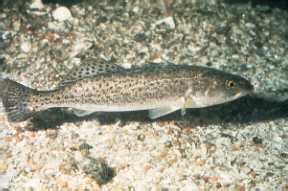 Spotted Seatrout (Cynoscion nebulosus)