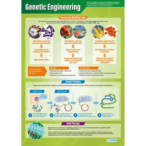 Genetic Engineering Poster - Daydream Education