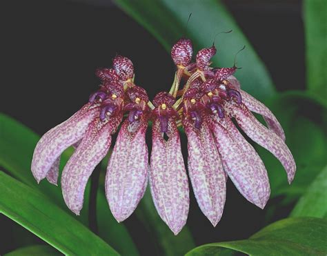 Bulbophyllum eberhardtii. | Цветы