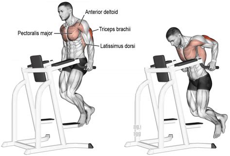 Dips vs Bench Press: Which is the Best Exercise for Building Your Chest ...