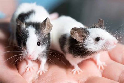 Rat behaviour | How to train your pet rats | Burgess Pet Care