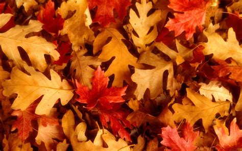 Beautiful Wallpapers for Desktop: Red Autumn Leaves Wallpapers hd