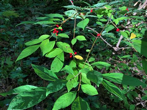 Forest Understory Plants | Trailside Museums and Zoo