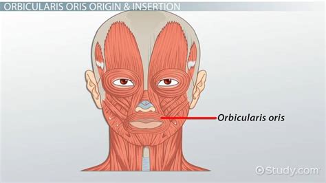 Insertion Orbicularis Oris Best Sale | solapeadesuyiassociatelaw.com