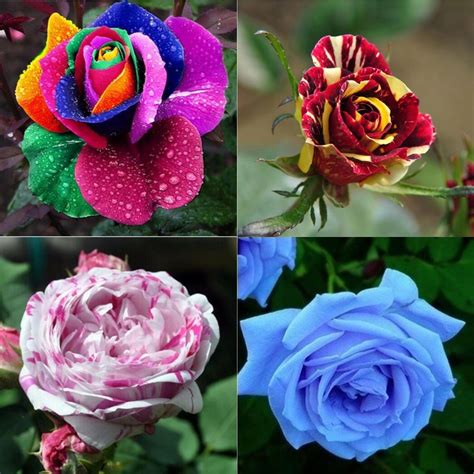 2017 Wholesale New Varieties Colors Rose Pink Purple Rose Seed Color 100 Seeds Package Flower ...