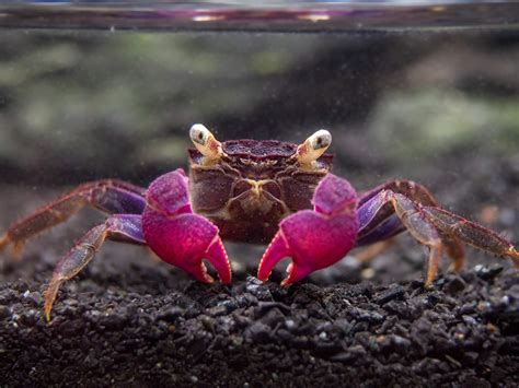 Purple Vampire Crab (Geosesarma bogorensis) - Aquatic Arts