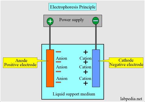 Hemoglobin:- Part 2 - Hemoglobin Electrophoresis, (Hb electrophoresis ...