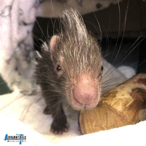 Johannesburg Wildlife Vet Hospital welcomes days-old porcupine