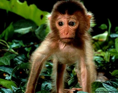 Cute Rainforest Monkeys | Amazing Wallpapers