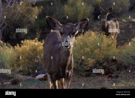 Wildlife at the Grand Canyon Stock Photo - Alamy