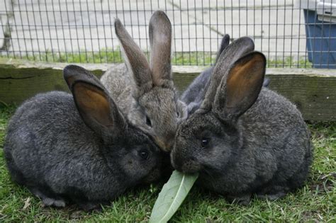 continental giant rabbits READY NOW | Giant rabbit, Rabbit, Cute bunny