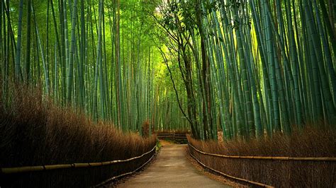 HD wallpaper: bamboo forest, green, hutan bambu, bamboo tree, path ...