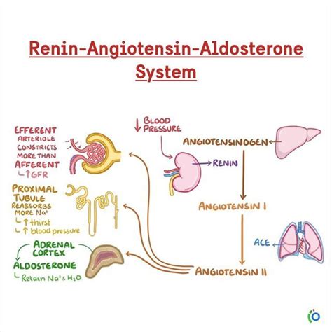 Whenever ↓Blood pressure: Kidney secrete renin ==> Renin convert ...