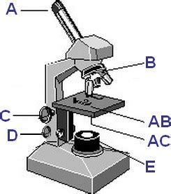 Microscope Quiz