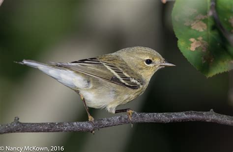 Photographing a Blackpoll Warbler and Transitioning With the Light | Welcome to ...