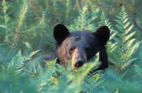 Facts About Black Bears In The Adirondacks