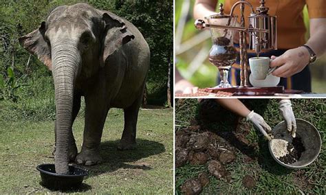 Thailand's Anantara resortor serves up coffee using beans collected from elephant poo