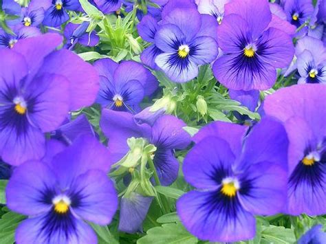 purple violets-Rhode Island state flower | Violet flower, Flower violet, Beautiful flowers