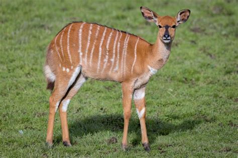 Nyala - Newquay Zoo