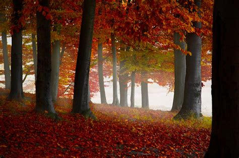 Brown Leaf Trees · Free Stock Photo