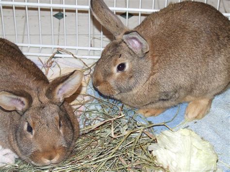 New Zealand rabbits; 8-12 lbs. most popular meat rabbit | Meat rabbits, New zealand rabbits ...