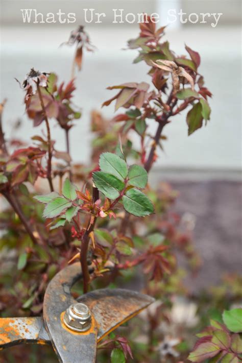 Pruning Knockout Roses | Whats Ur Home Story