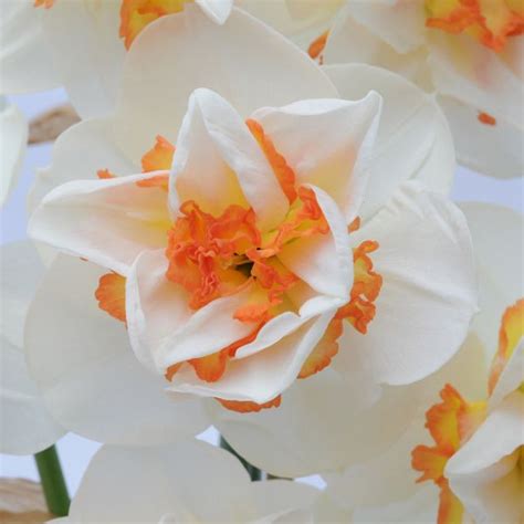 Narcissus 'Pink Performance' | White Flower Farm