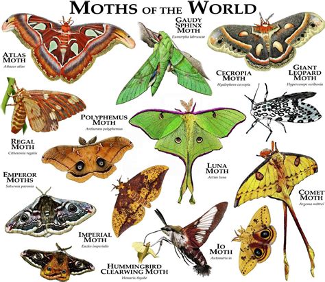 Buy Moths of the World Poster Print Online in India - Etsy | Moth species, Types of moths, Atlas ...