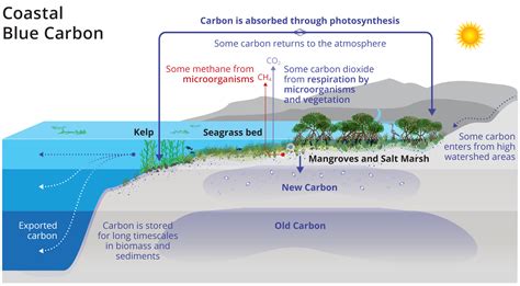 Blue Carbon Explained - Geography Realm