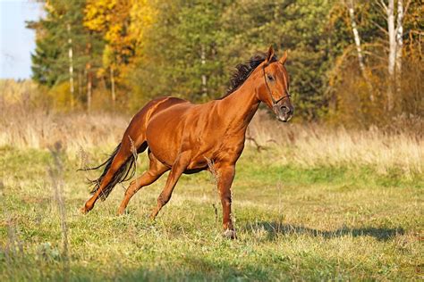 Learn How To Properly Canter On A Horse