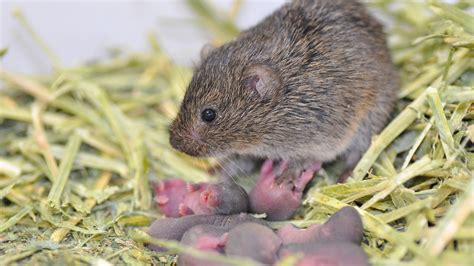 Some Prairie Voles Play the Field, Researchers Find - The New York Times