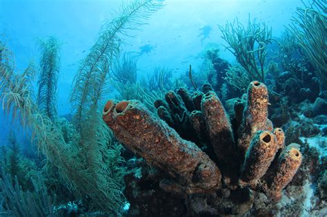 Sponge Forest | Curaçao Diving Guide | Dive Travel Curacao