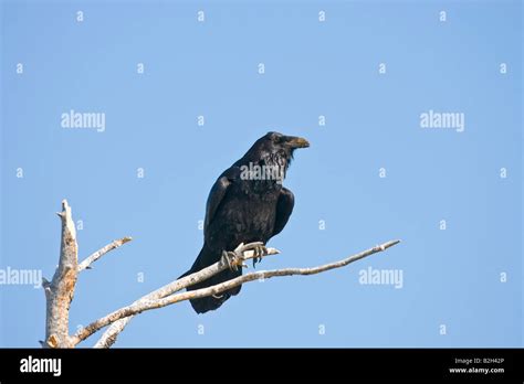 Raven (Corvus corax Stock Photo - Alamy