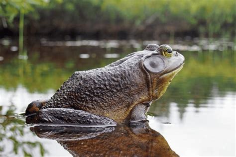 American Bullfrog Facts | CRITTERFACTS