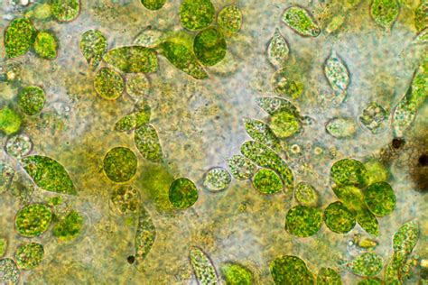 Phyto Species Strengths | Phytoplankton | The Algae Lab - AlgaeBarn.com