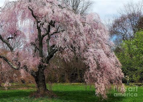 An Almost Secret Kiss in The Garden Photograph by Cheryl Kurman - Fine ...