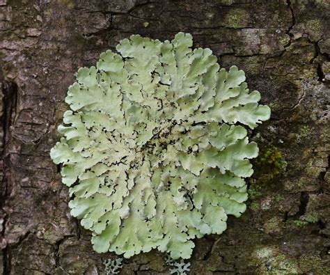 Algae, Lichen and Moss - New York Plants HQ