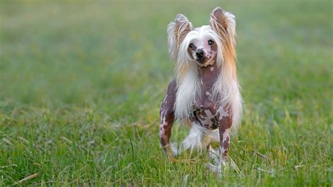 White and brown Chinese Crested dog running through the grass.