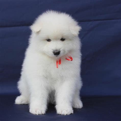 samoyed puppies for sale - Samoyed Puppies For Sale