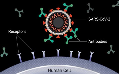 Can Antibodies Cure Covid 19 - Wallpaper