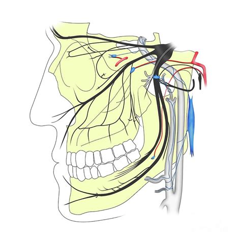 Trigeminal Nerve Anatomy Photograph By Maurizio De Angelisscience ...