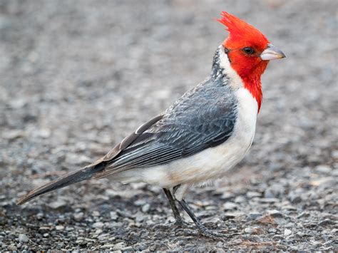 Red-crested Cardinal - eBird