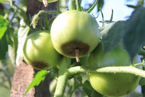 Tomato Rot: How to Identify, Treat, and Prevent Blossom-End Rot - Food ...