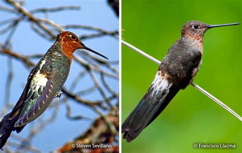 Giant Hummingbird (Patagona gigas) - Peru Aves