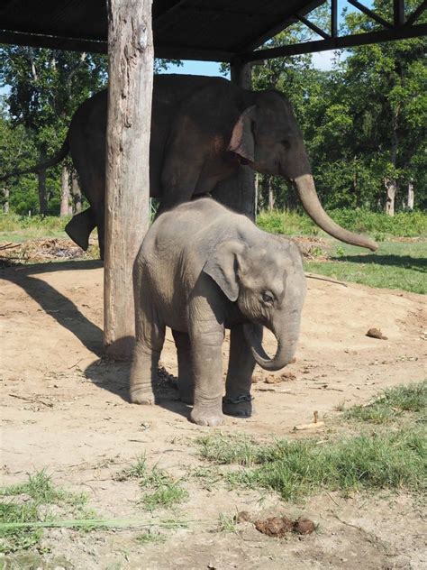 Cruelties Of Elephant Safaris In Chitwan National Park!